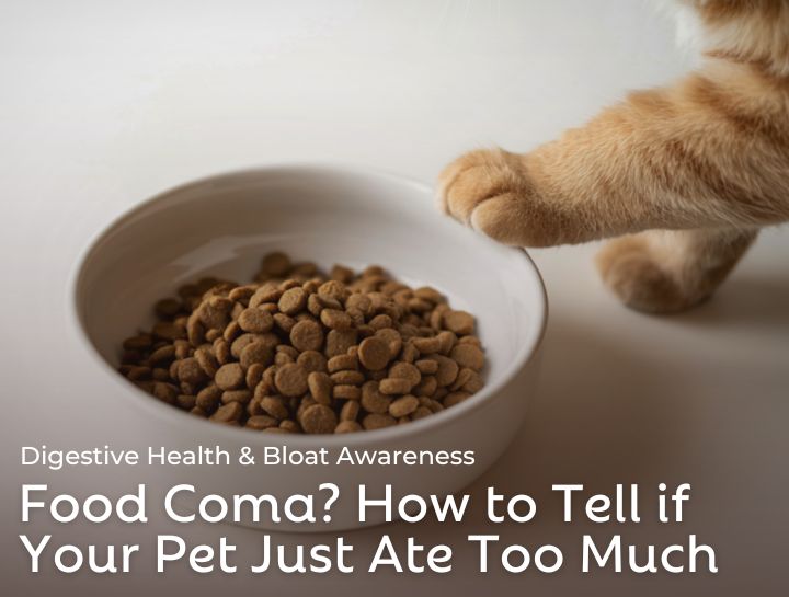 Food Coma? How to Tell if Your Pet Just Ate Too Much